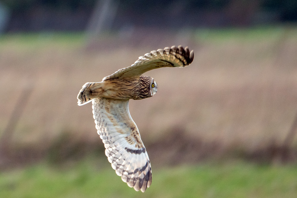 Short-eared Owl